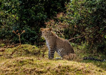 Abedare National Park