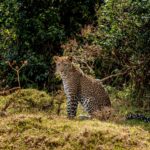 Wildlife in Aberdare National Park