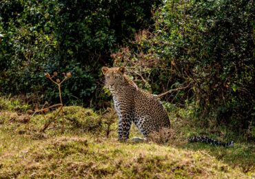 Wildlife in Aberdare National Park