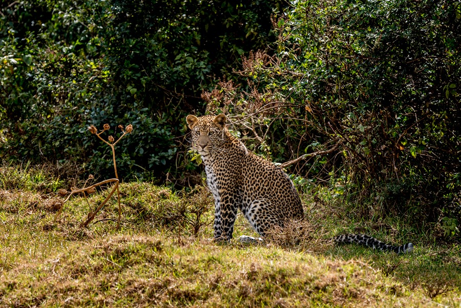 Wildlife in Aberdare National Park