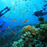 Coral reefs in malindi marine national park