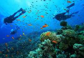 Coral reefs in malindi marine national park