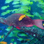 Mombasa marine national park