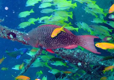 Mombasa marine national park