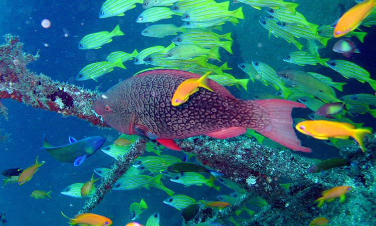 Mombasa marine national park