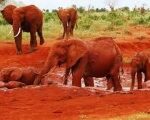 Red Elephants in Tsavo East National Park