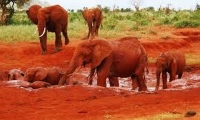 Red Elephants in Tsavo East National Park