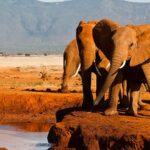 Wildlife in Tsavo West National Park