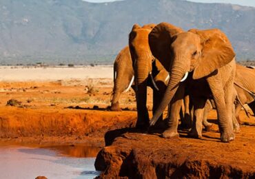 Wildlife in Tsavo West National Park