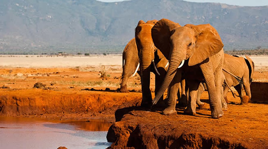 Wildlife in Tsavo West National Park