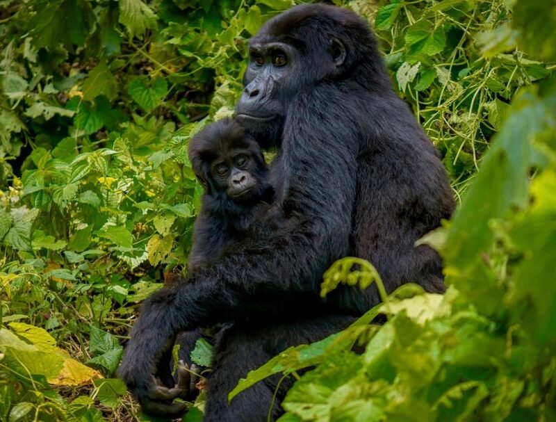 8 Days Uganda Luxury Safari Adventure