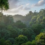 Mpanga Forest Reserve