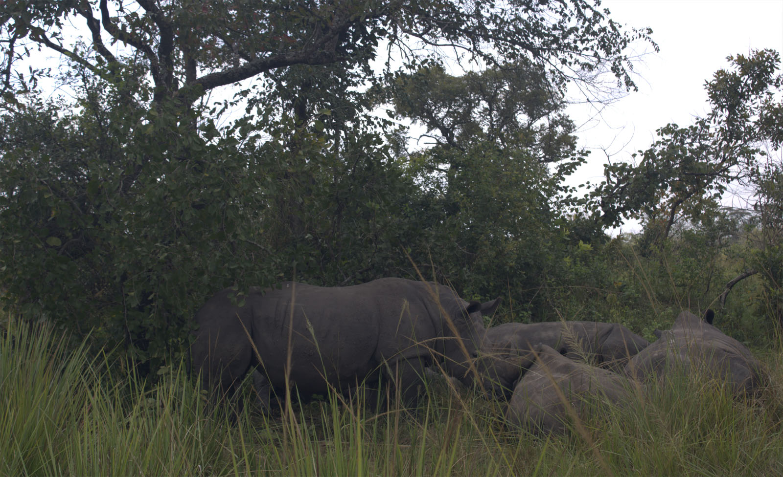 Rhinos