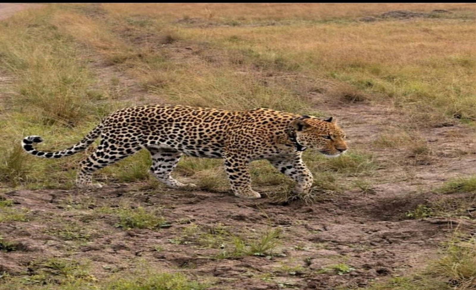 The Big Cats of Africa