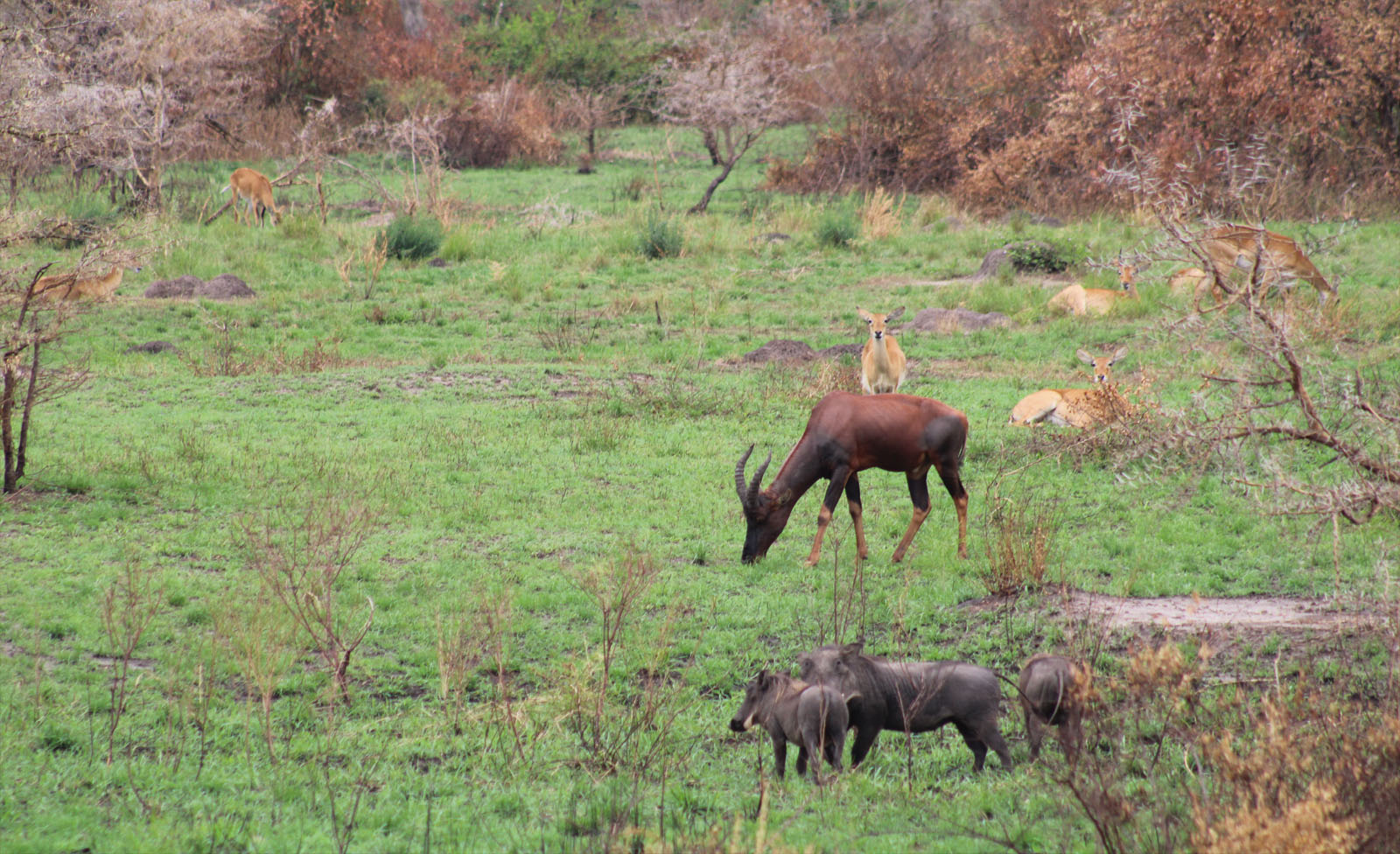 African Safari on a Budget