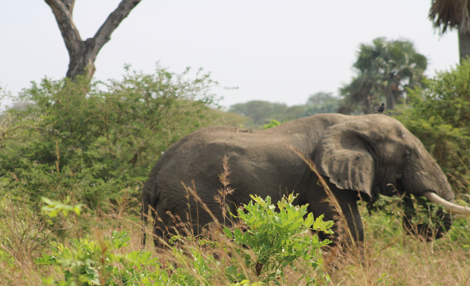 Responsible Wildlife Tourism