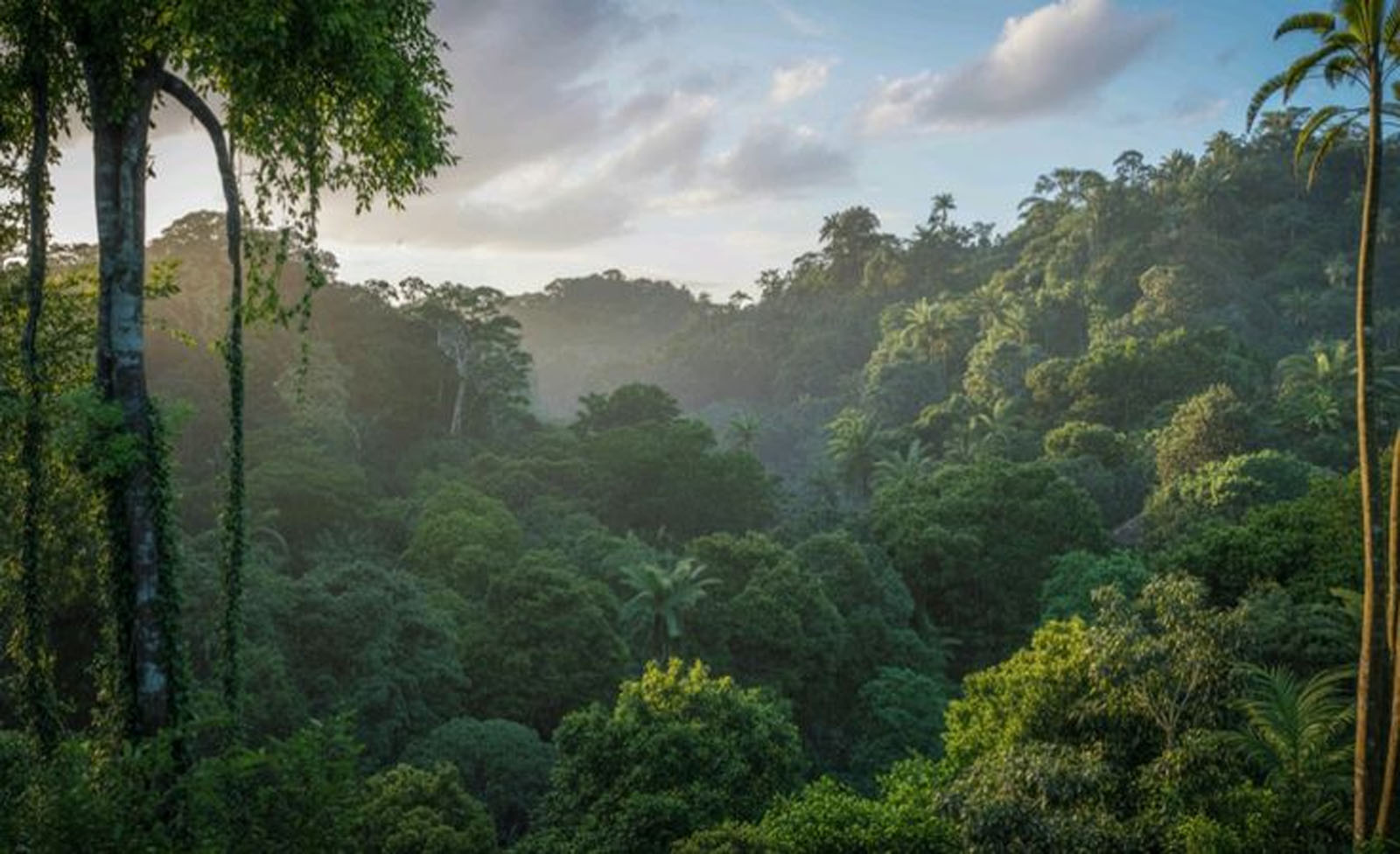 Mpanga Forest Reserve