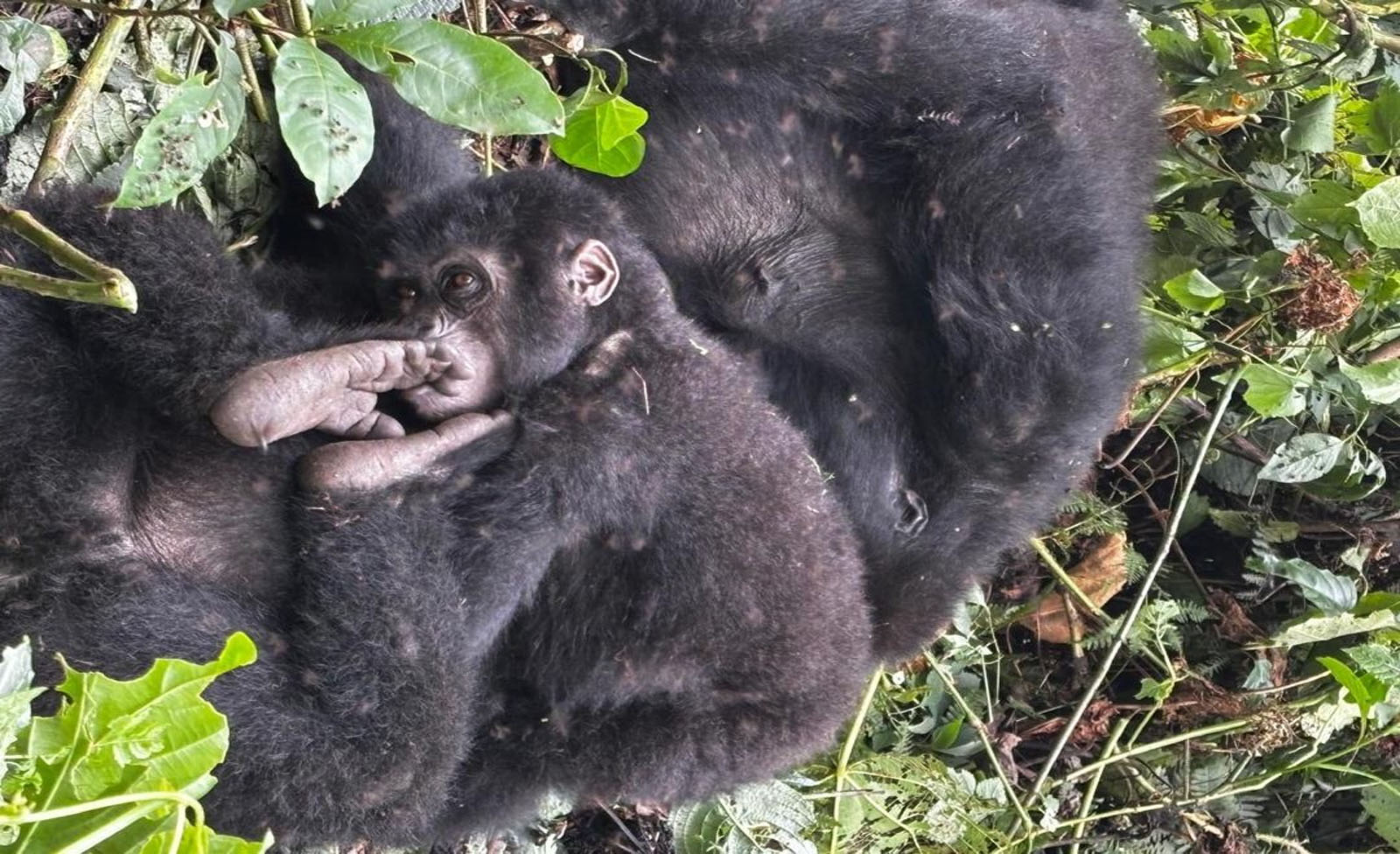 Uganda Gorilla Families