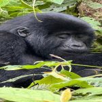 Gorilla Social Structure