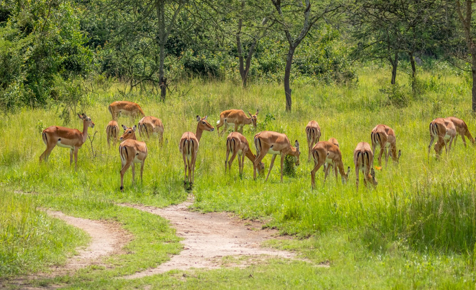 Wildlife in Lake Mburo National Park
