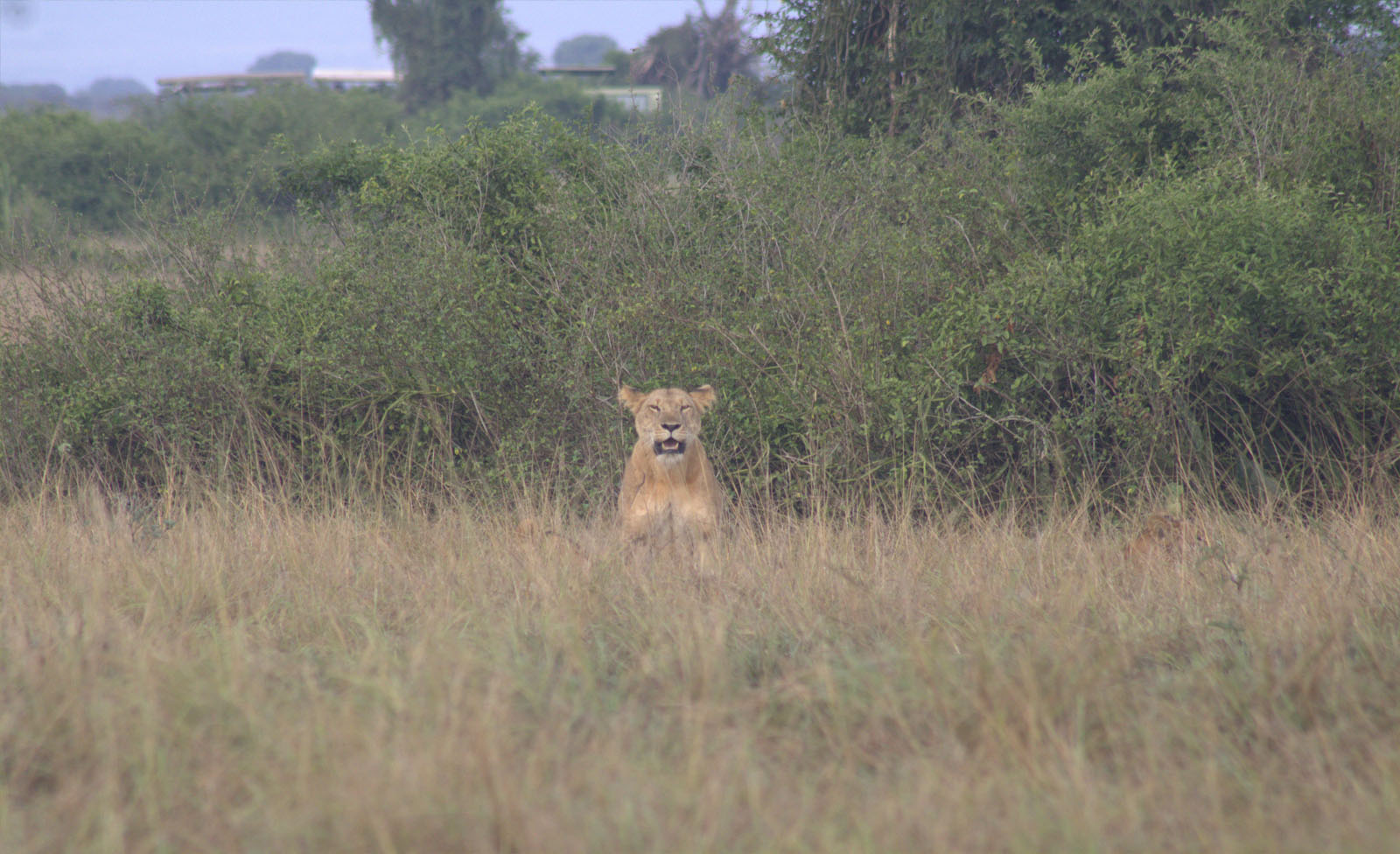 Things to Do in Queen Elizabeth National Park