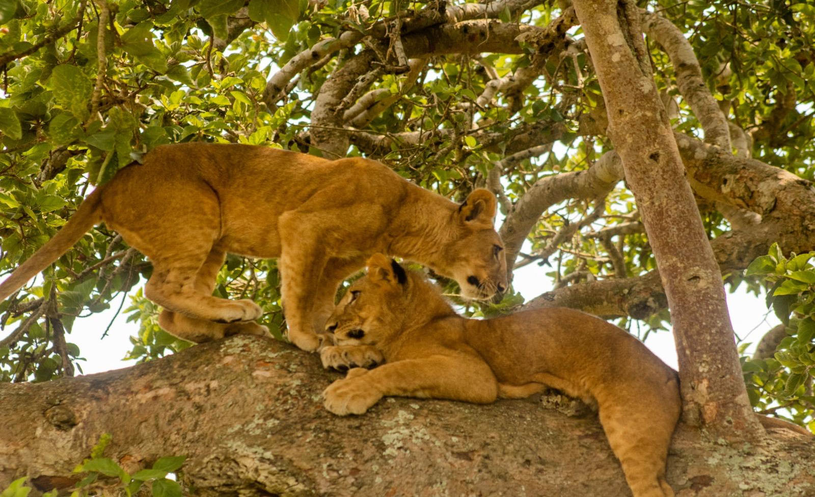 Attractions in Queen Elizabeth National Park