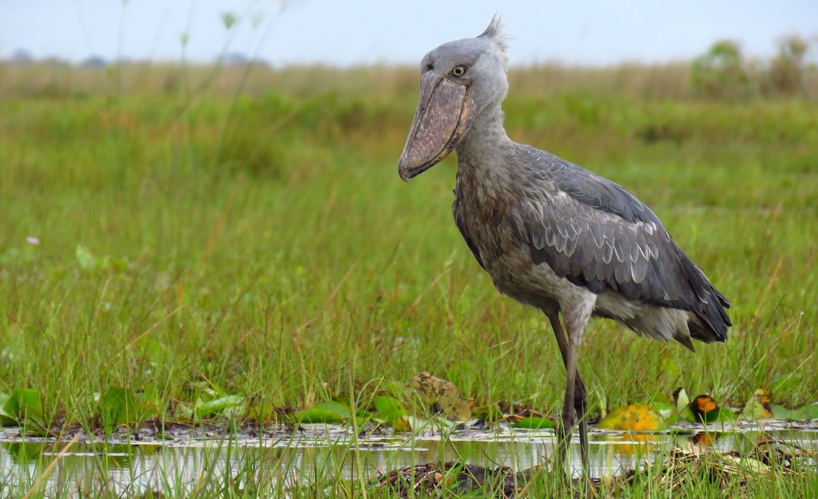 Mabamba Shoebill Stork