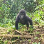 How to book a Gorilla Habituation Experience Permit