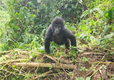 How to book a Gorilla Habituation Experience Permit