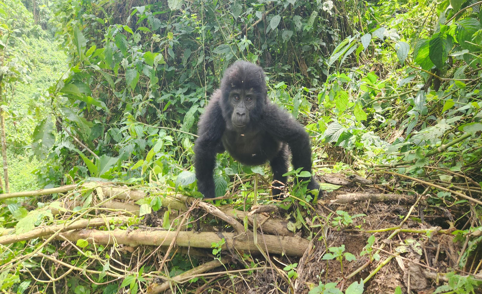 How to book a Gorilla Habituation Experience Permit