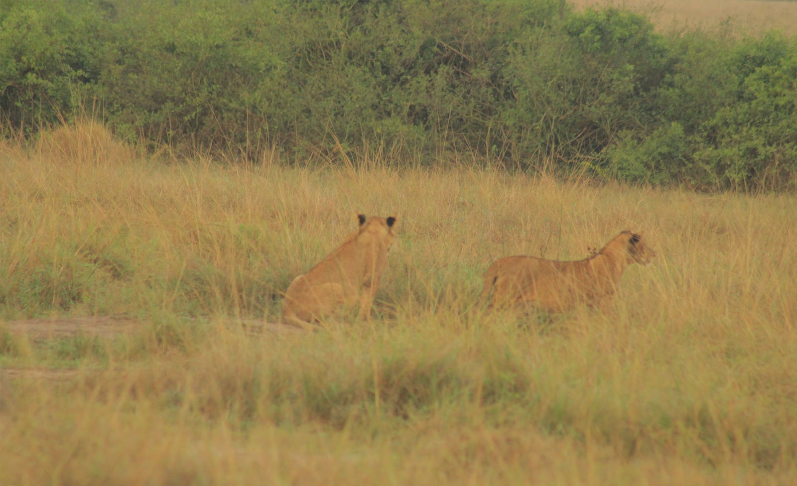 Lions in East Africa