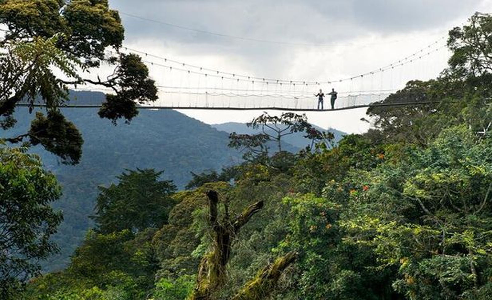 Canopy Walk in Nyungwe Forest National Park