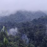 UGorilla Trekking Sectors in Bwindi Impenetrable Forest National Park Rushaga Sector