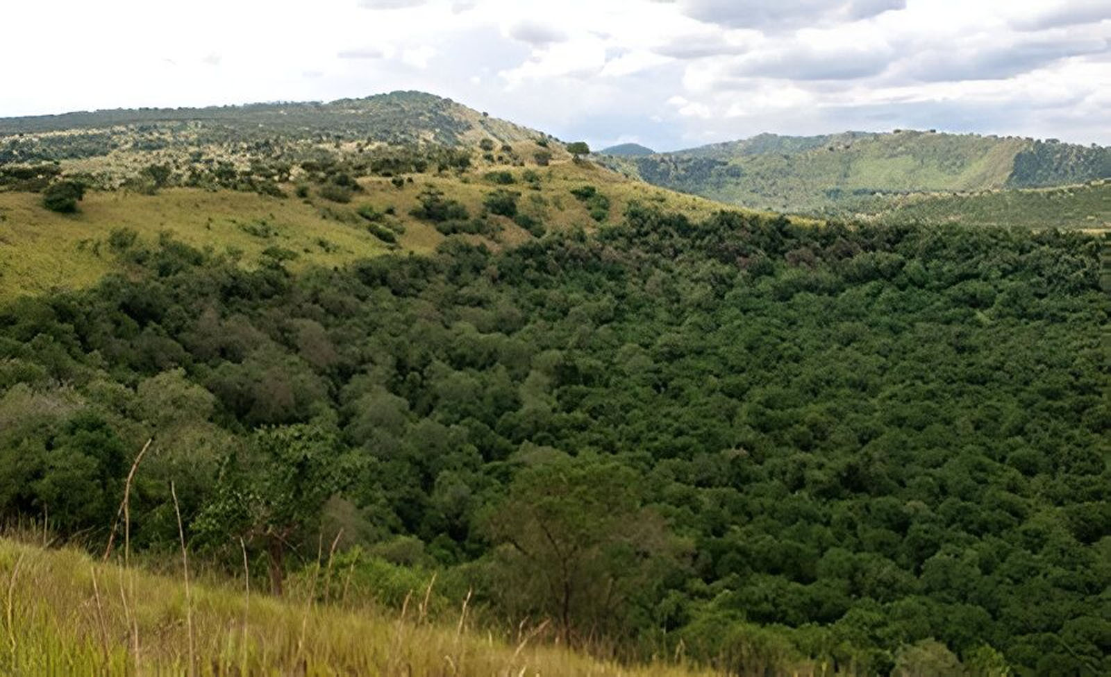 Maramagambo Forest