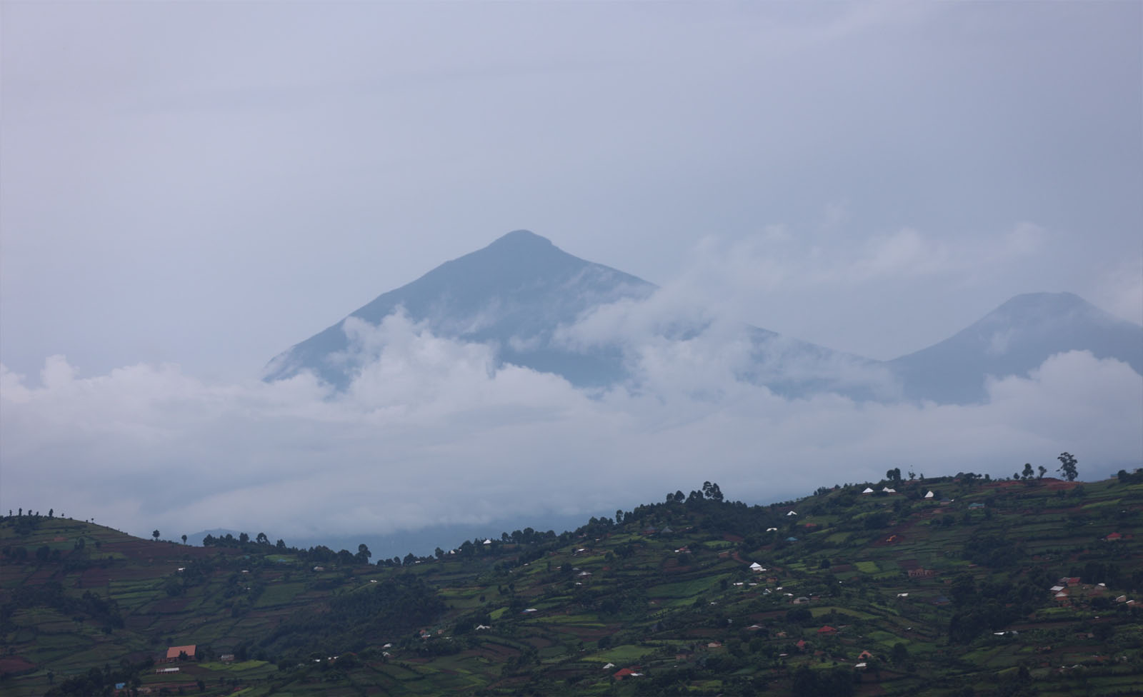 Habituated Gorilla Families of Virunga National Park