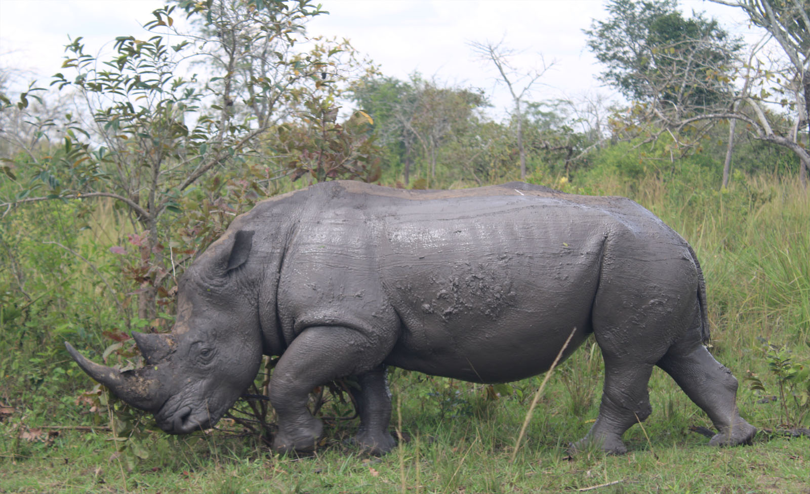 Wildlife in Uganda