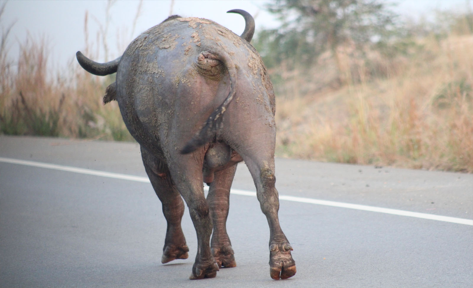 Wildlife in Queen Elizabeth National Park