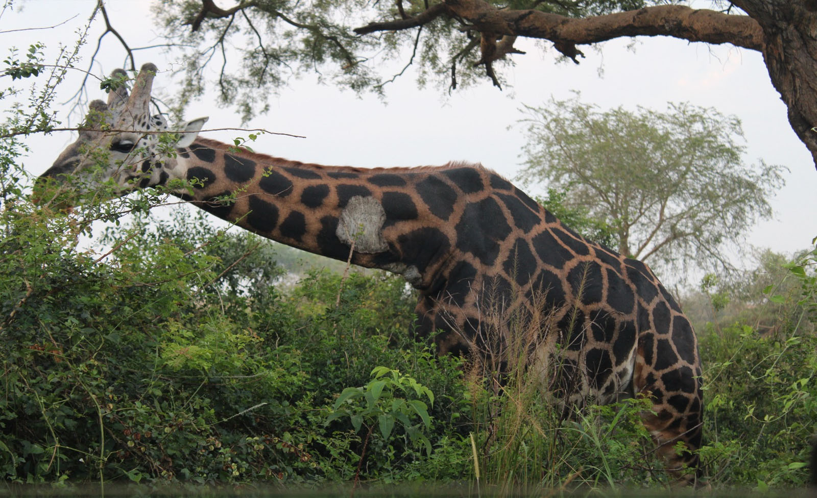Top things to do in Lake Mburo National Park