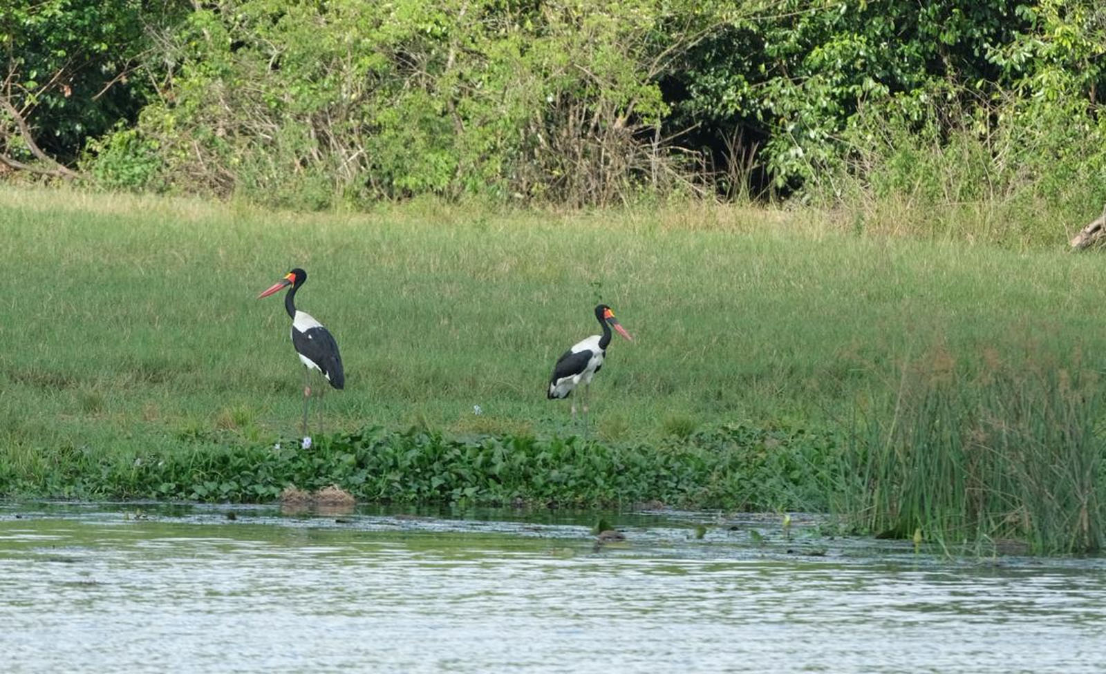 Birdwatching in Lake Mburo National Park