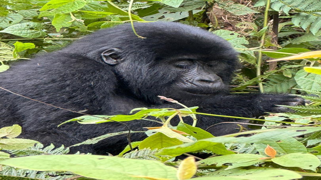 Gorilla Social Structure