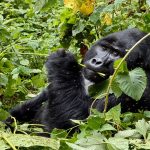 Mountain Gorillas vs Lowland Gorillas Mountain Gorillas vs Lowland Gorillas