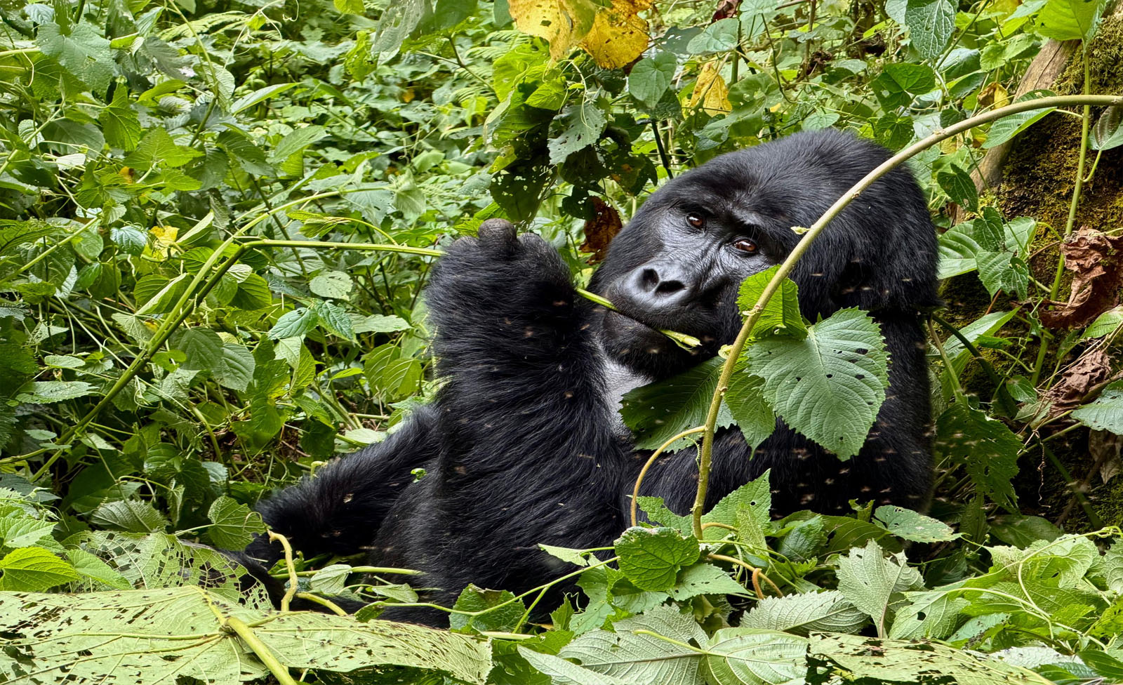 Gorilla Filming in Uganda