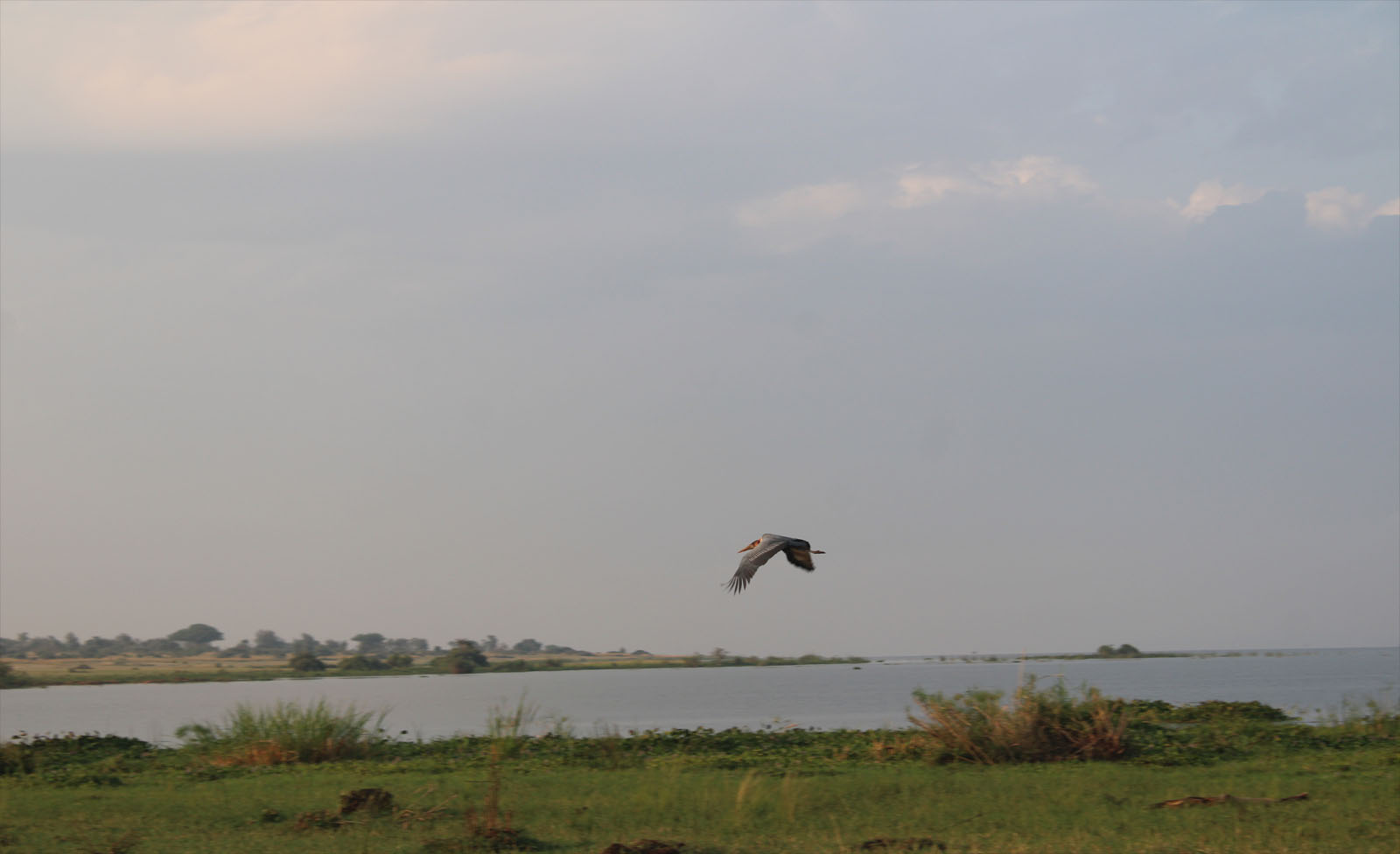 Bird Watching in Murchison Falls National Park