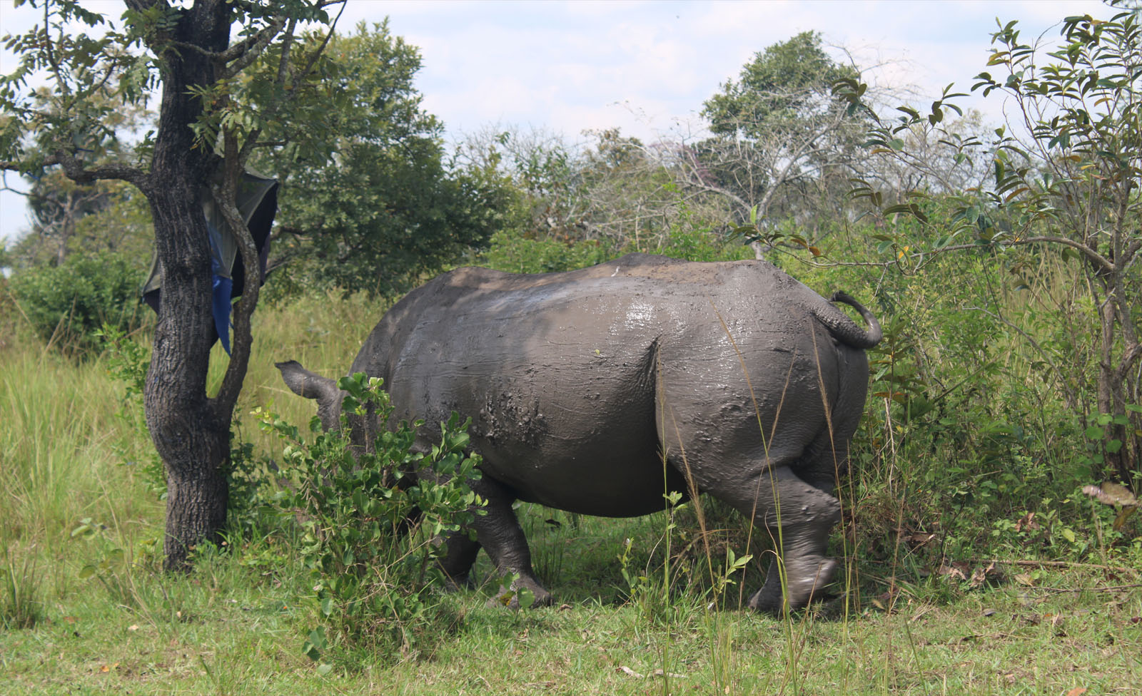 What to Expect on a Uganda Safari