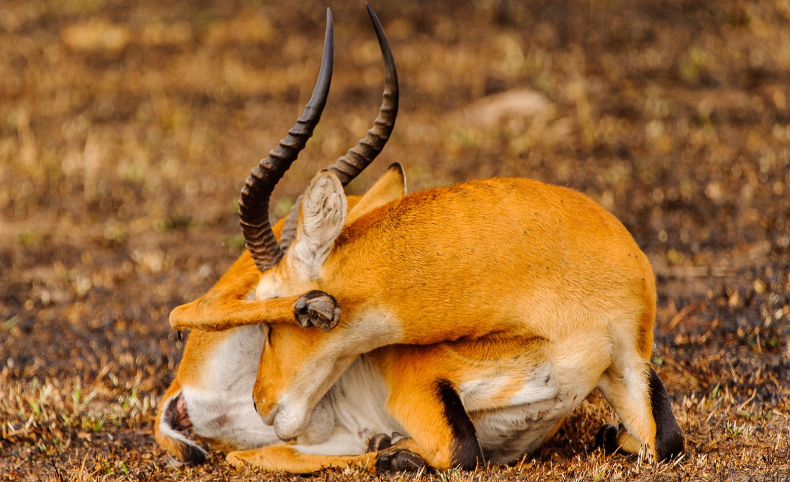 Antelopes in Murchison Falls National Park