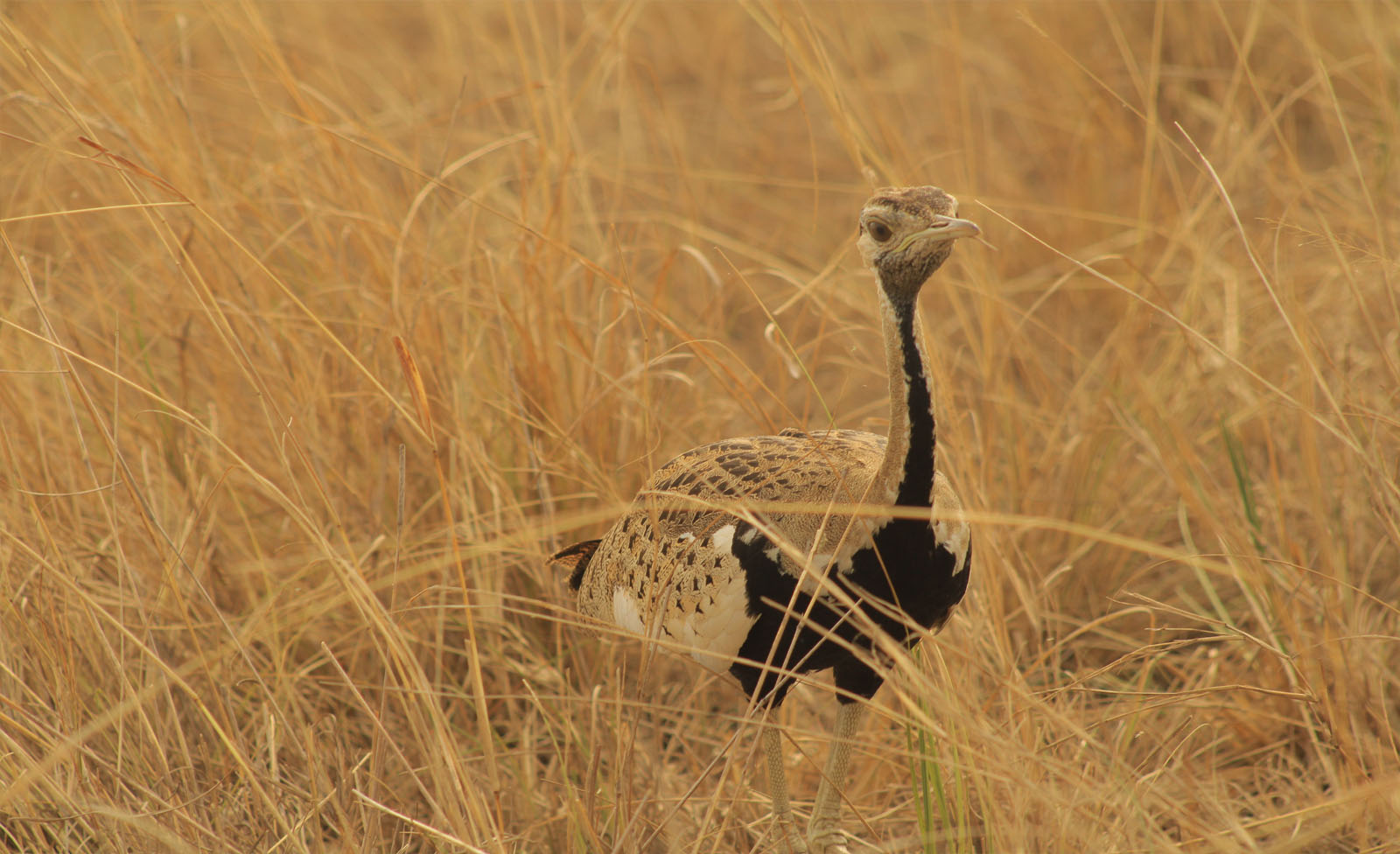 Bwindi Impenetrable Forest Birding Safaris