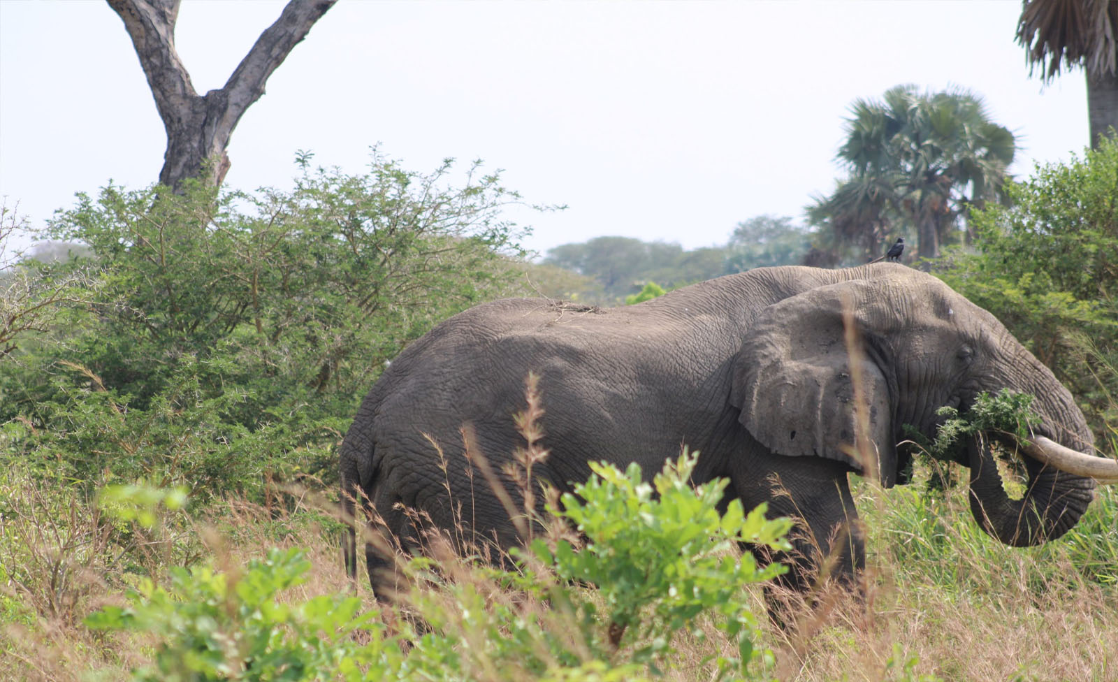 Attractions in Kidepo Valley National Park