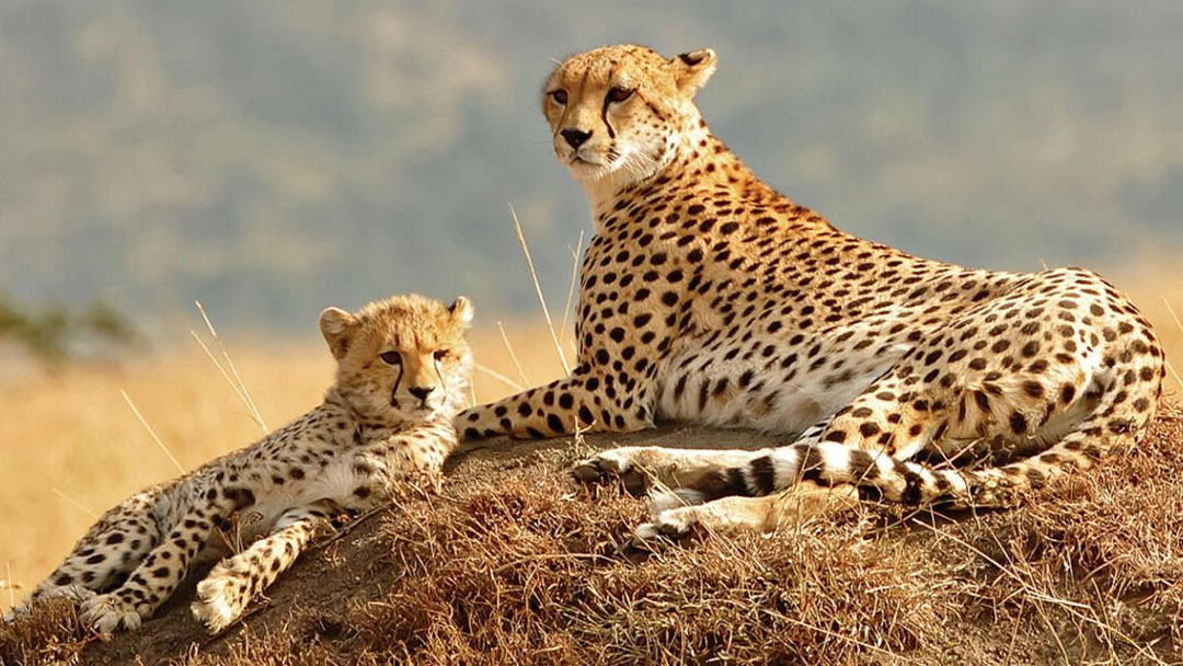 Unique Wildlife in Kidepo Valley National Park