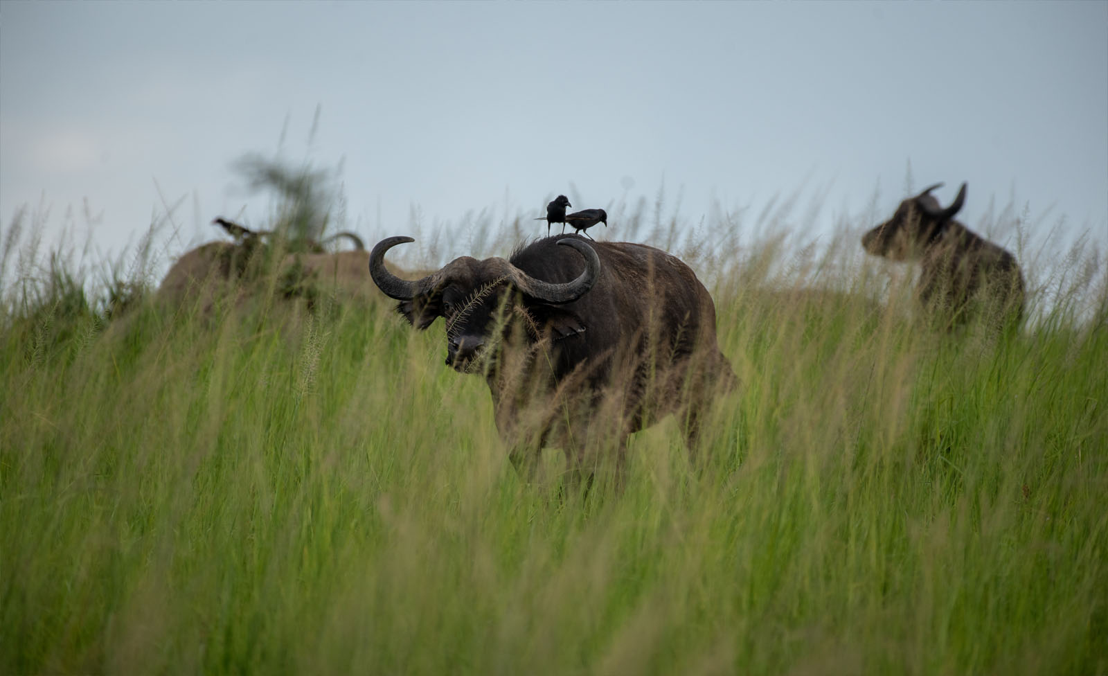 Filming in Murchison Falls
