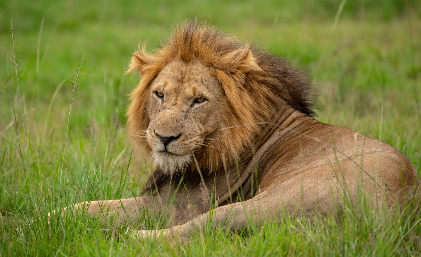 Best National Parks to Film Big Cats in Uganda